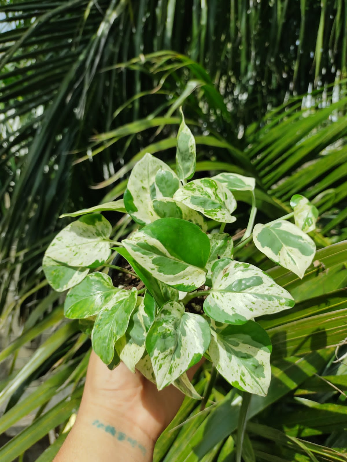 Epipremnum Aureum Pearls & Jade #4 (Pothos Pearls & Jade)