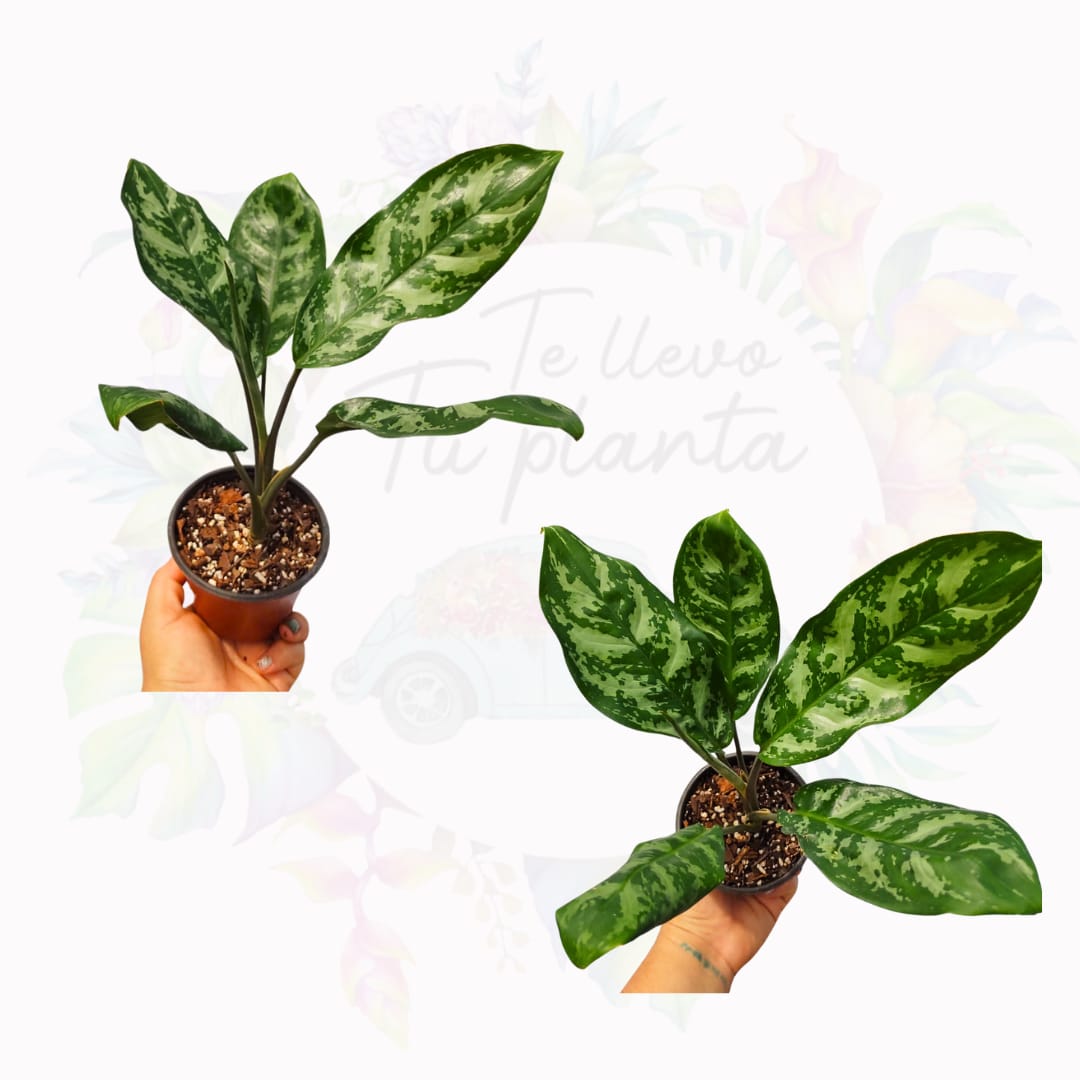 Aglaonema Maria #4