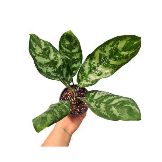 Aglaonema Maria #4