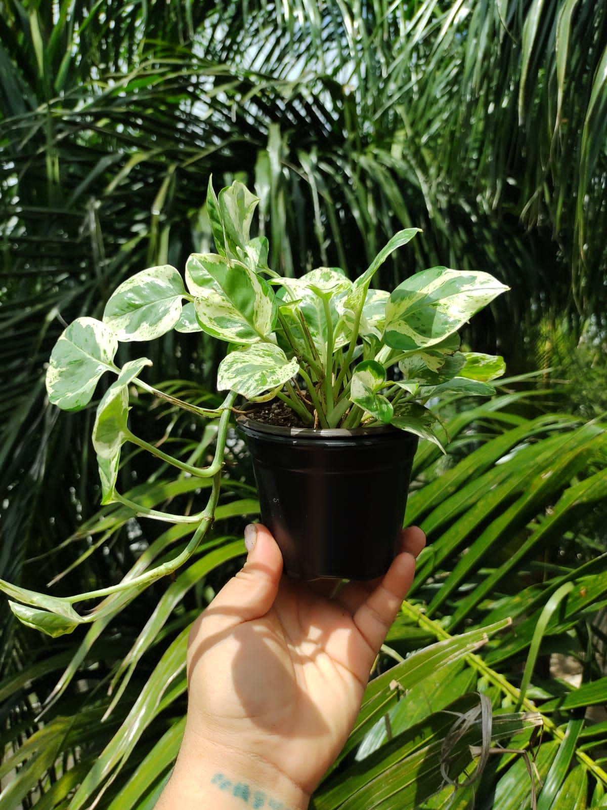 Epipremnum Aureum Pearls & Jade #4 (Pothos Pearls & Jade)