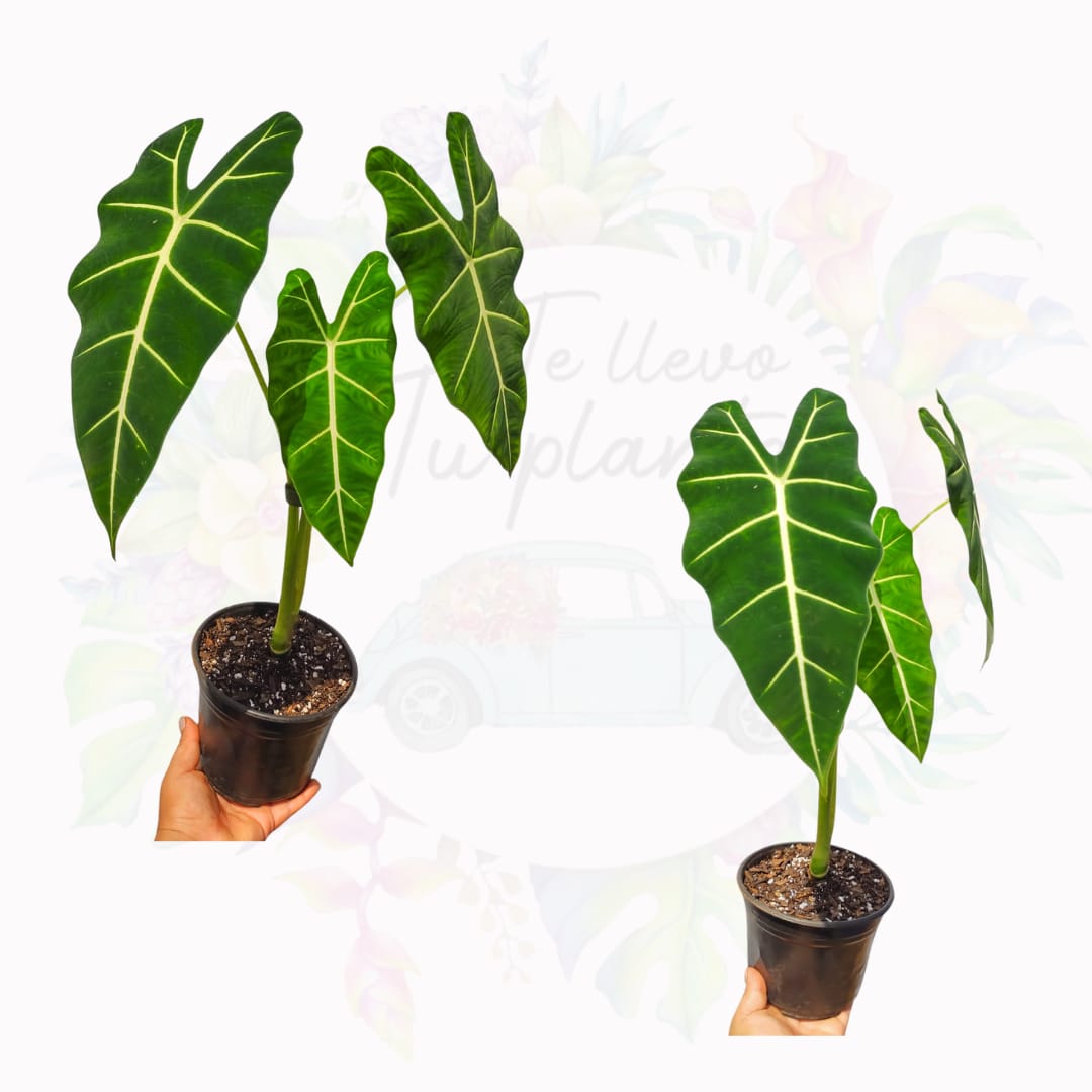 Alocasia Frydek #6