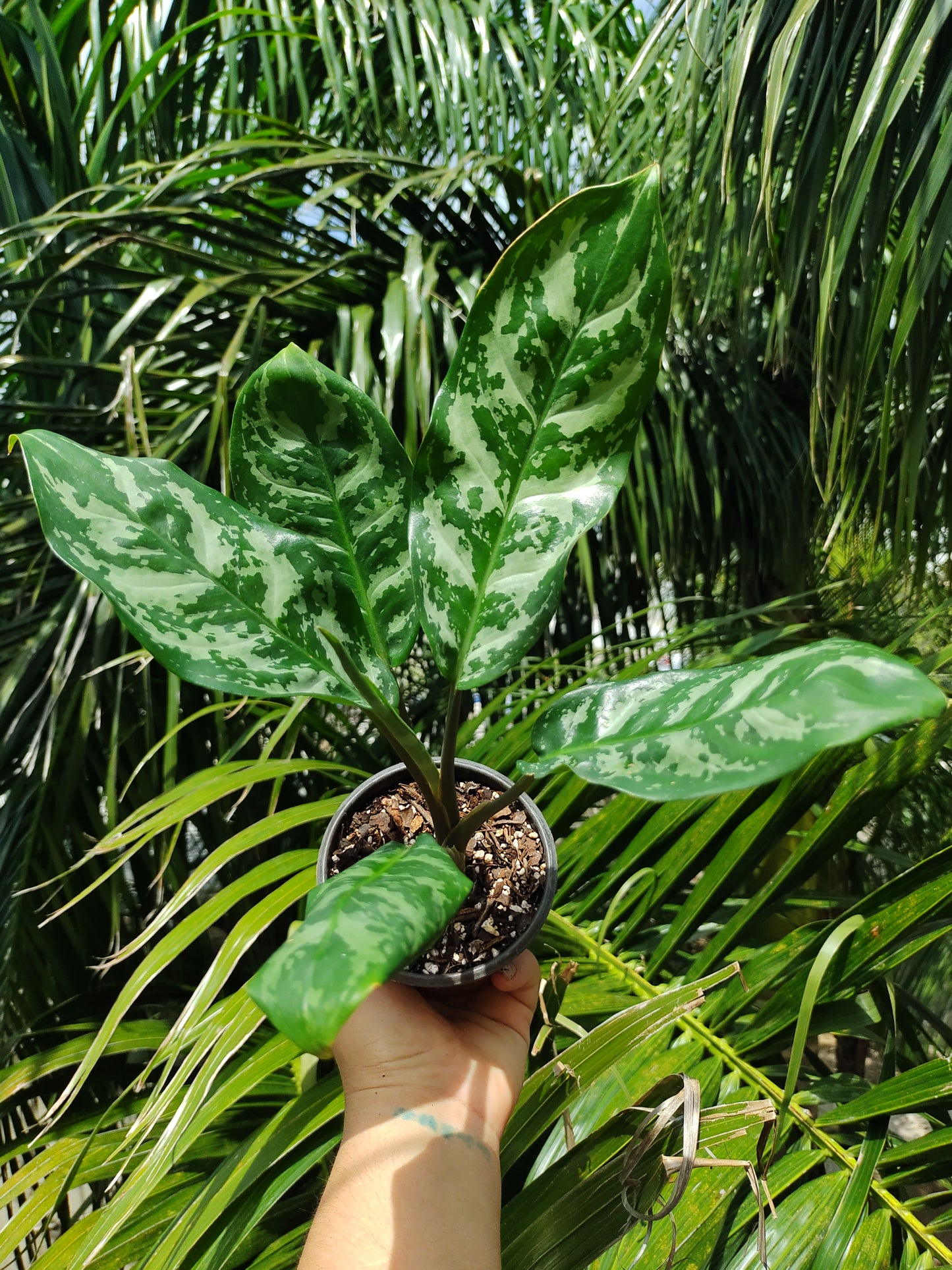 Aglaonema Maria #4