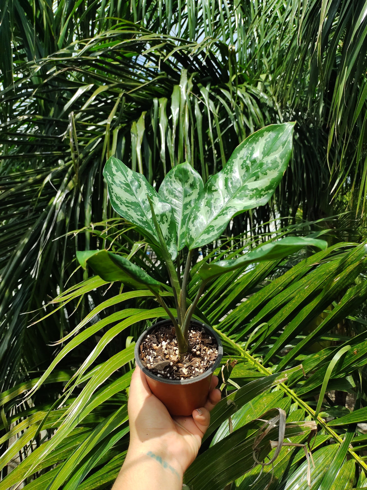 Aglaonema Maria #4