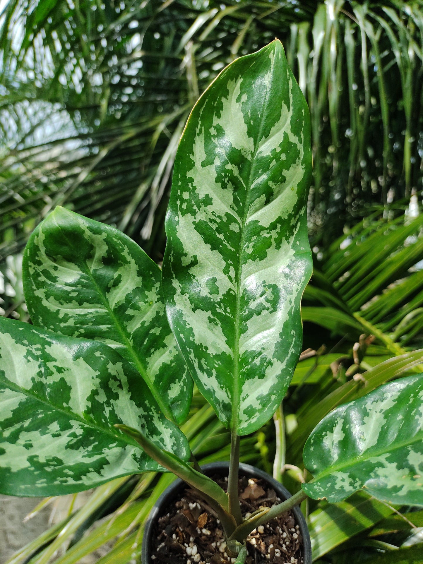 Aglaonema Maria #4