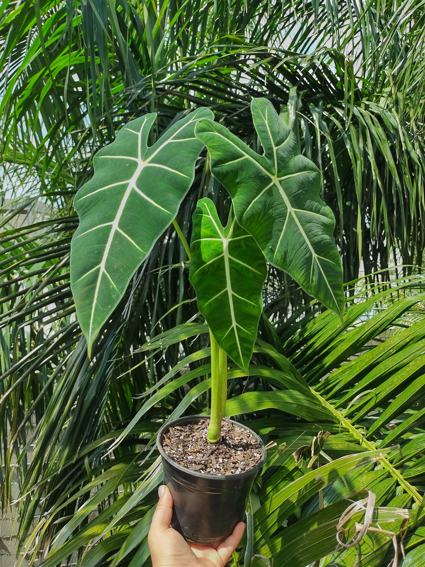 Alocasia Frydek #6