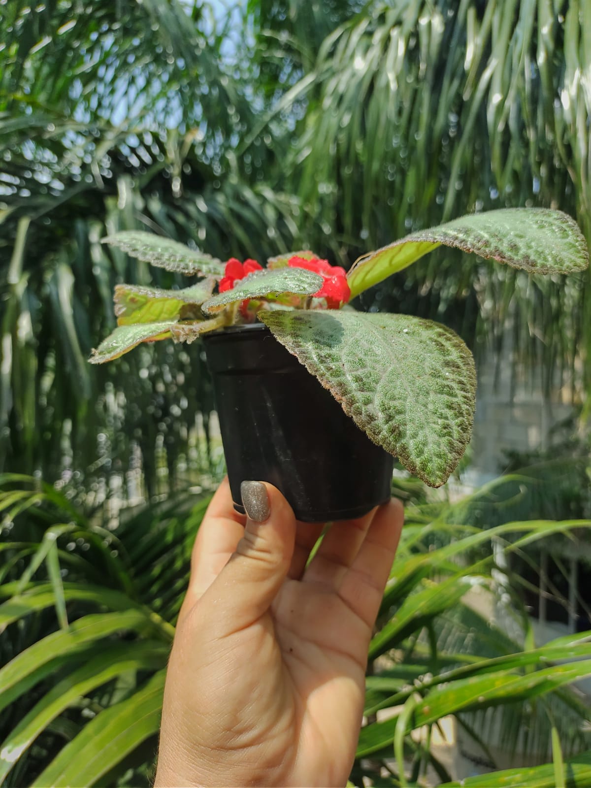 Episcia Chocolate Soldier "4