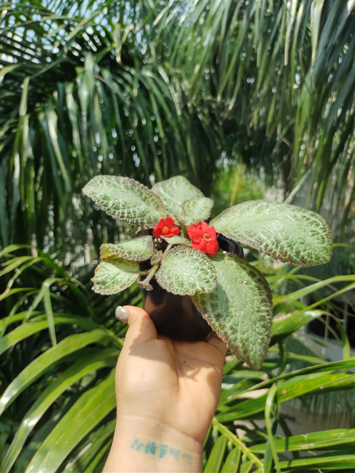 Episcia Chocolate Soldier "4