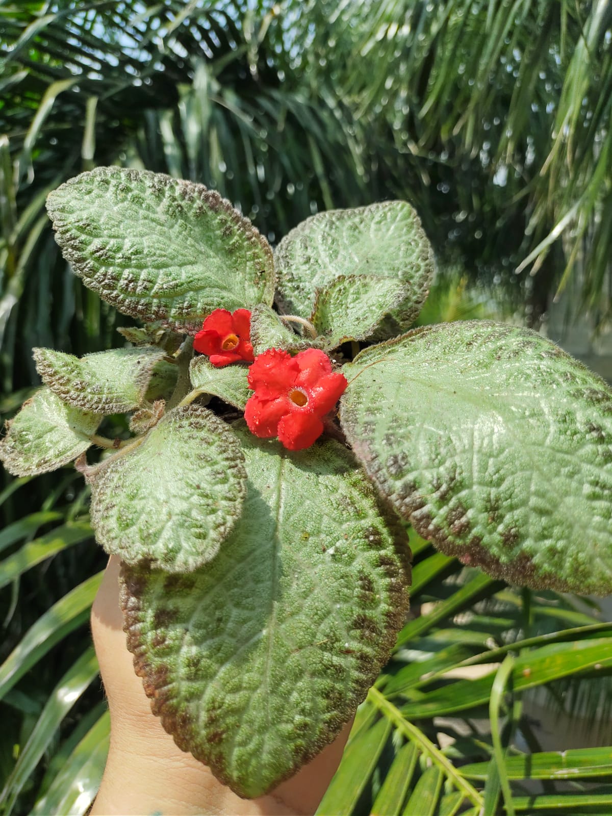 Episcia Chocolate Soldier "4