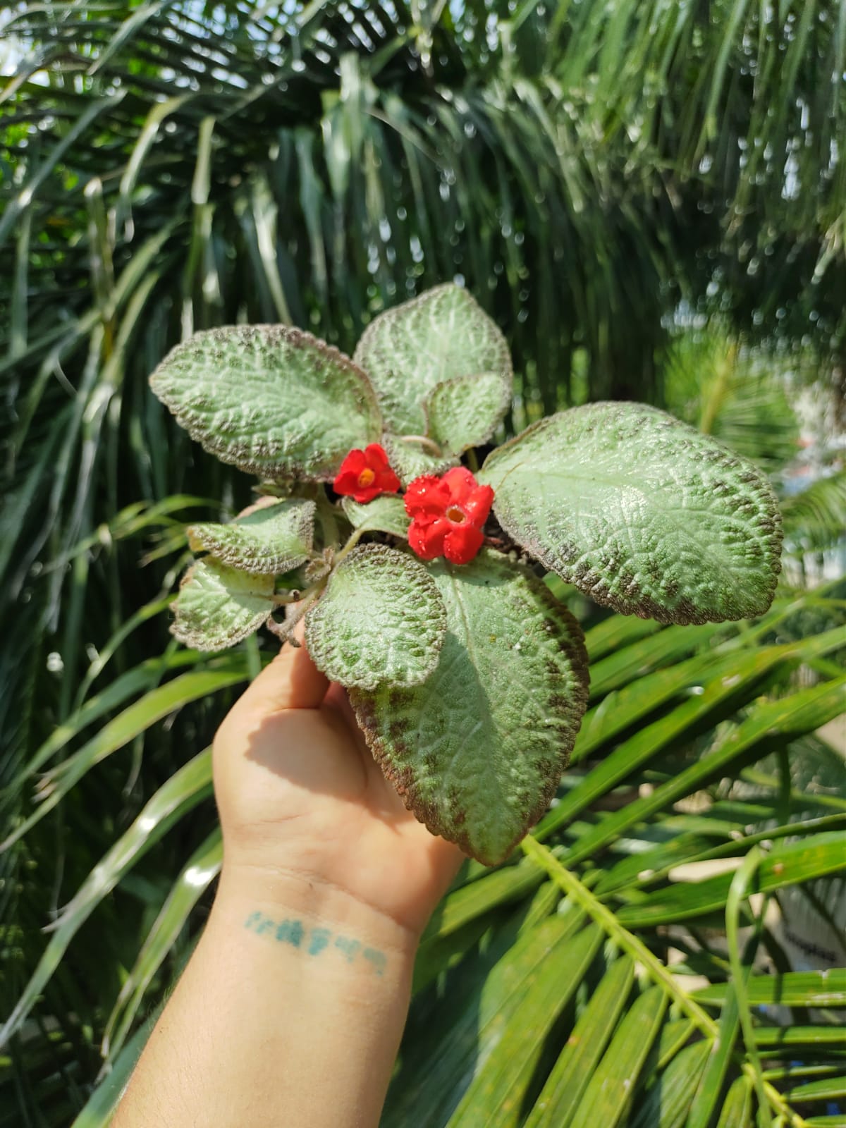 Episcia Chocolate Soldier "4