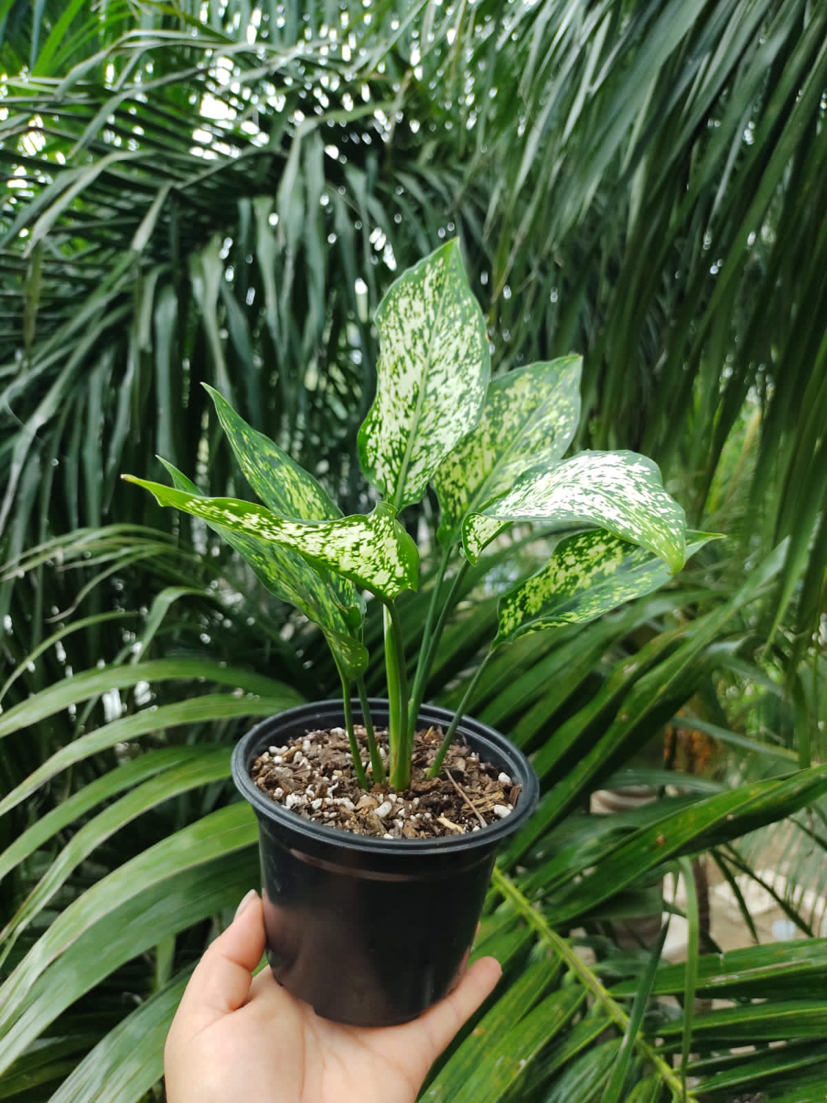 Aglaonema Snow White “5