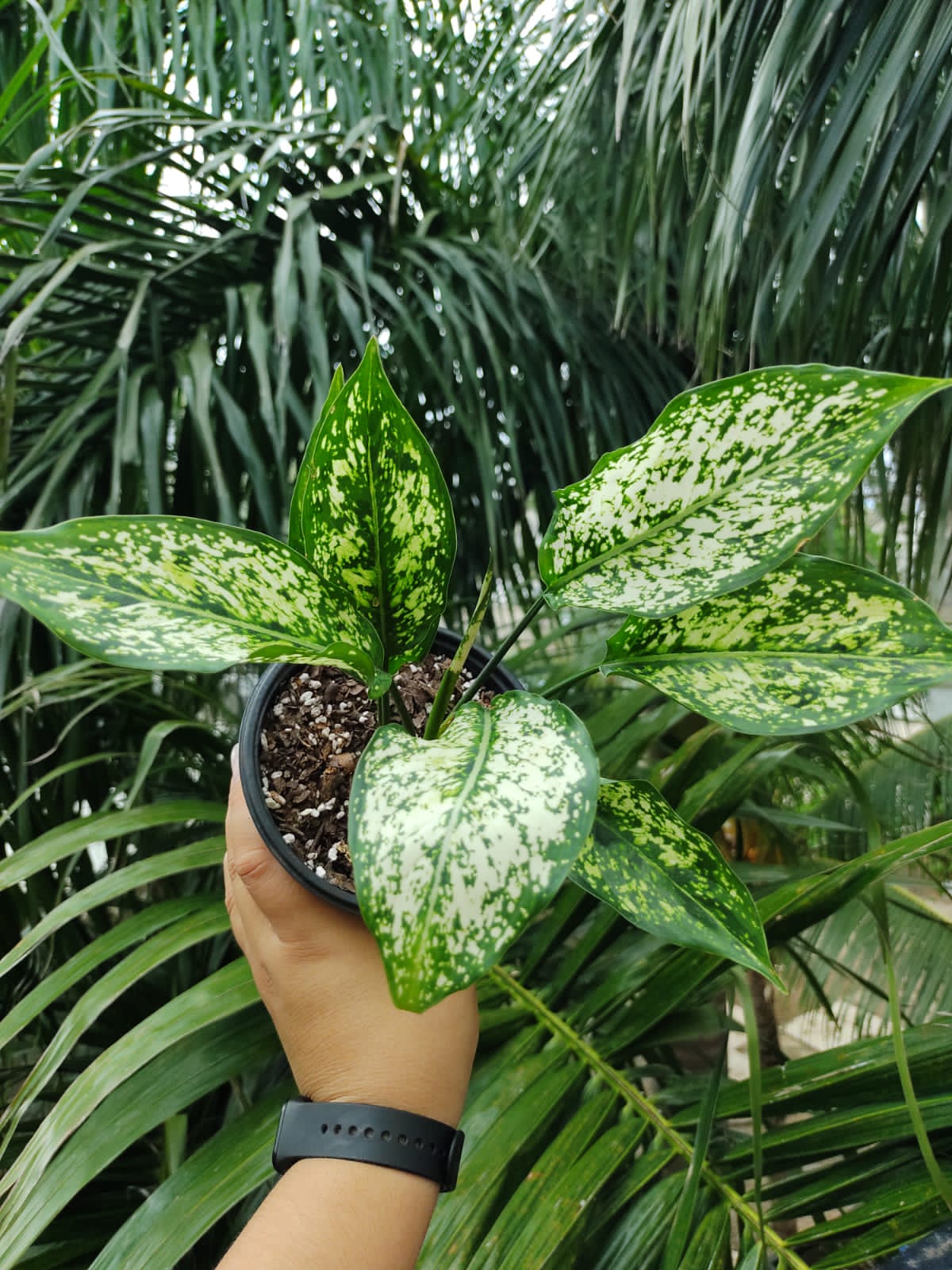 Aglaonema Snow White “5