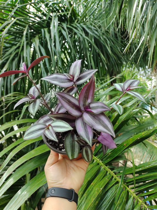 Tradescantia Zebrina "4