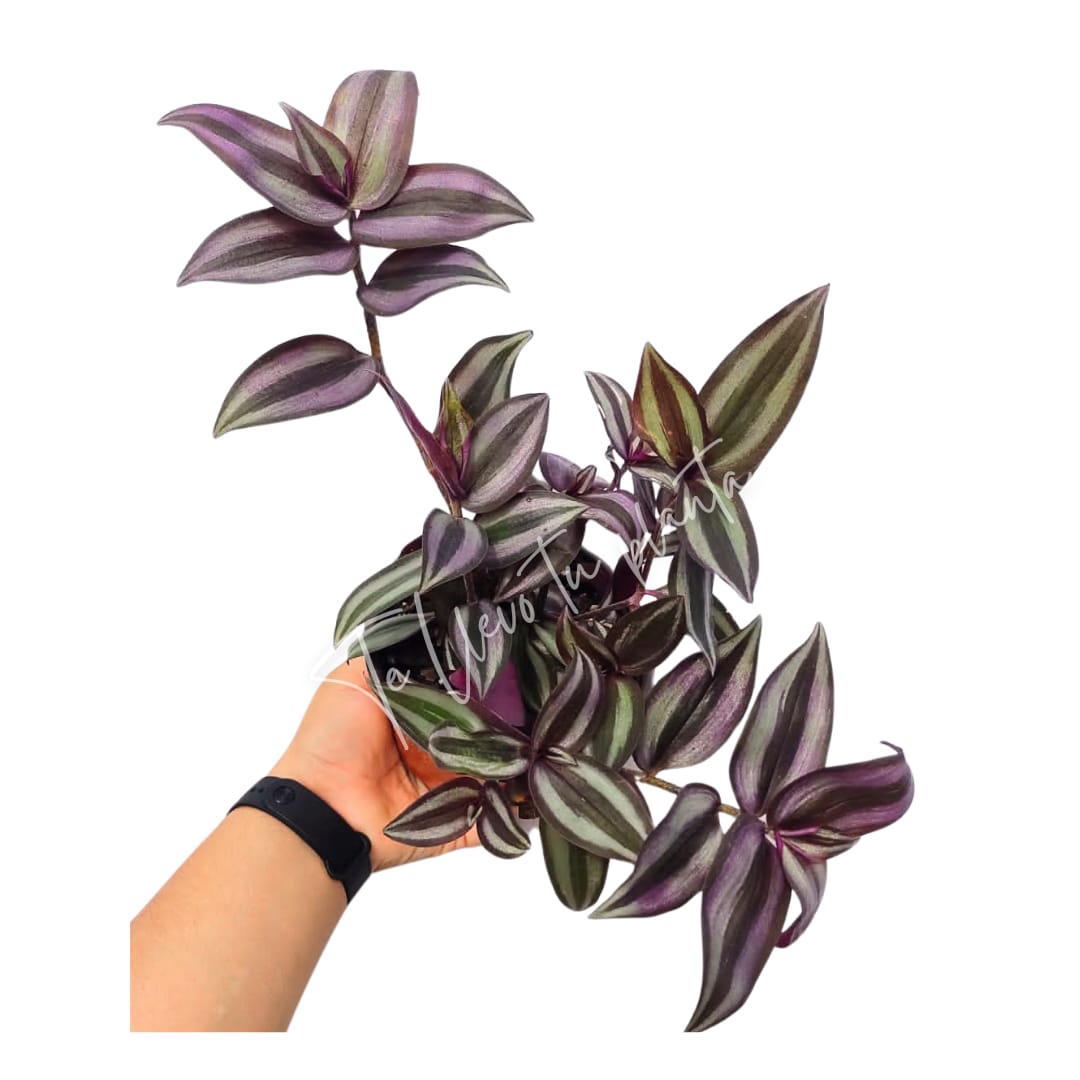 Tradescantia Zebrina #5