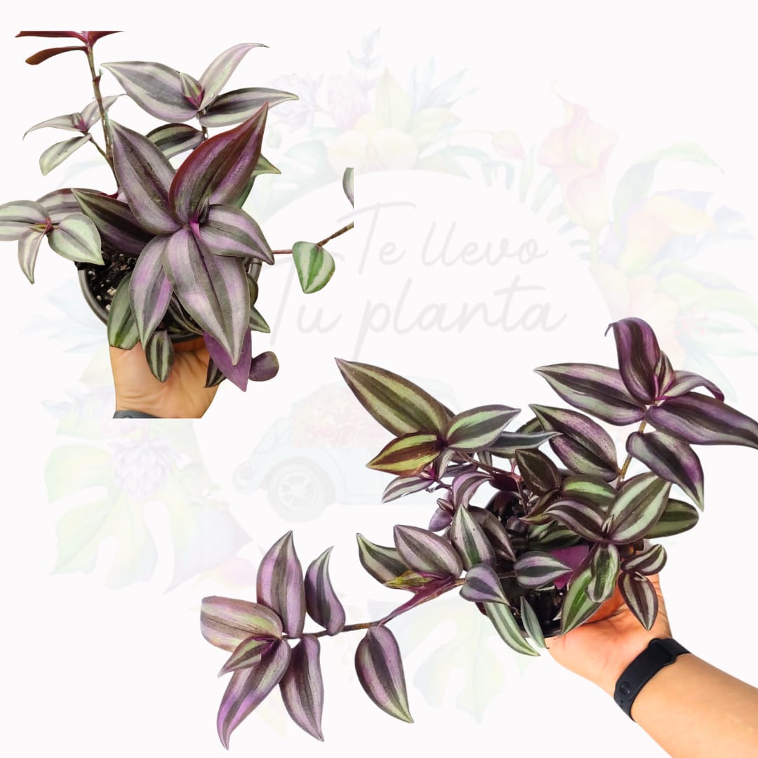 Tradescantia Zebrina #5