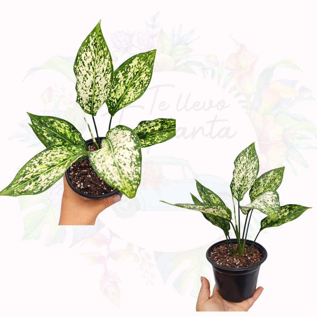 Aglaonema Snow White “5