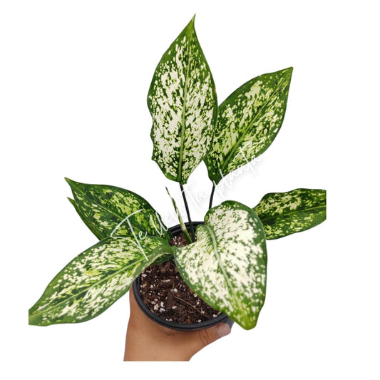 Aglaonema Snow White “5
