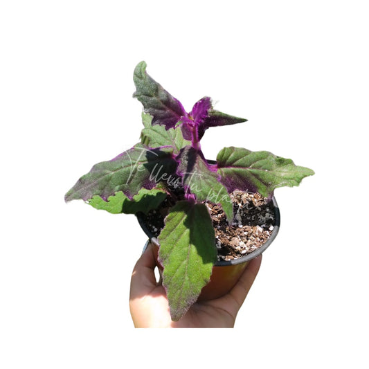 Gynura Aurantiaca “5