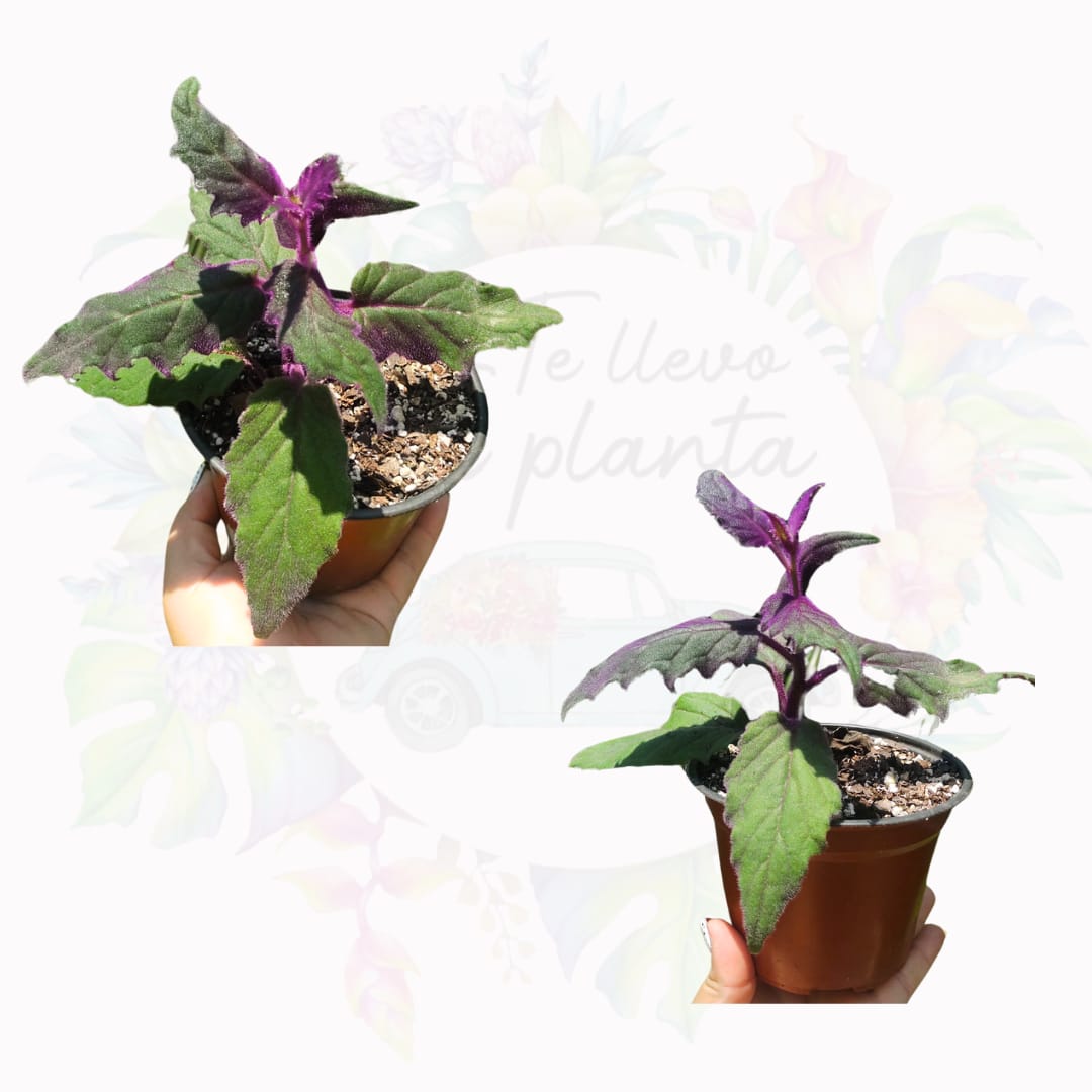 Gynura Aurantiaca “5