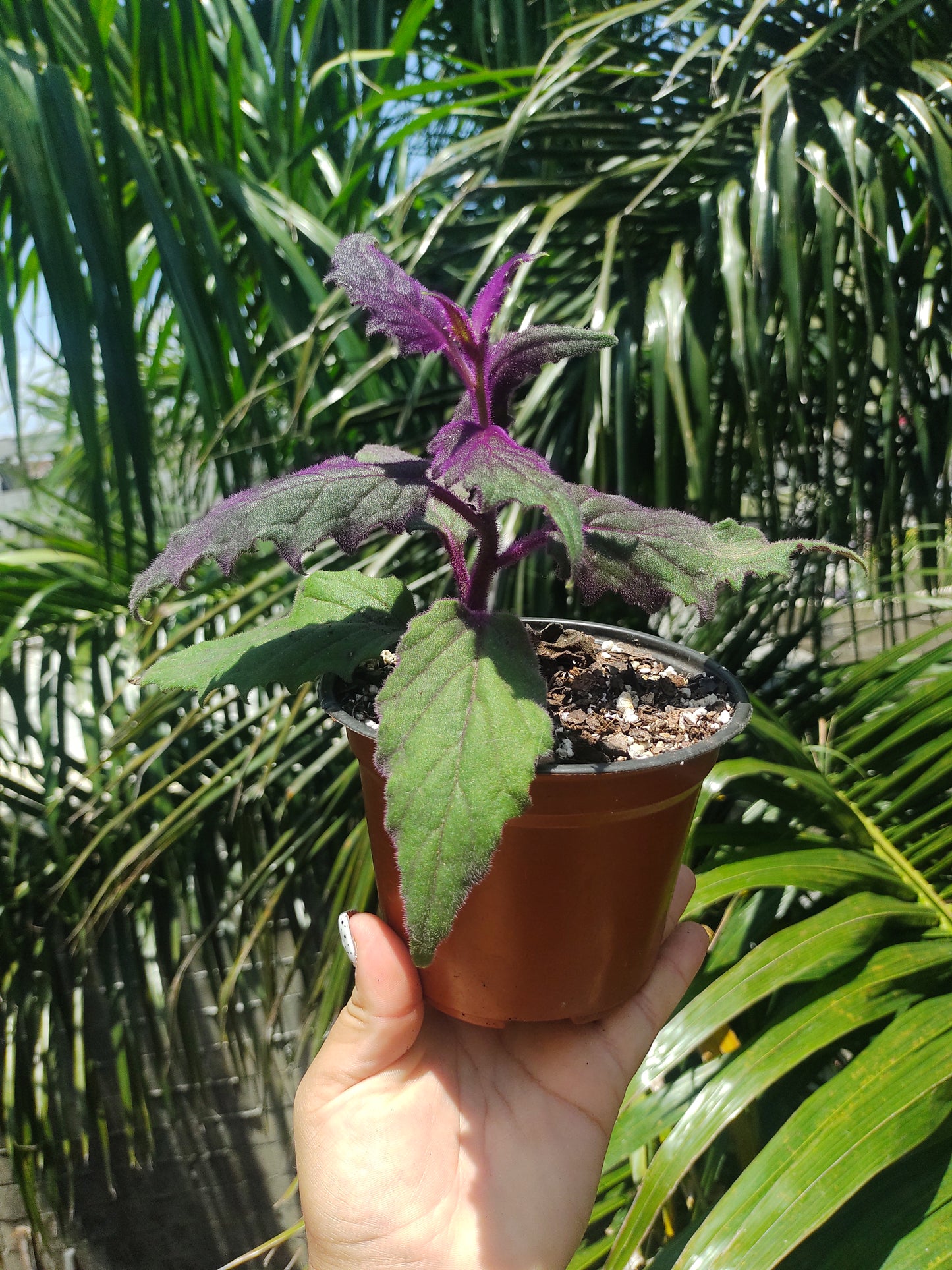 Gynura Aurantiaca “5