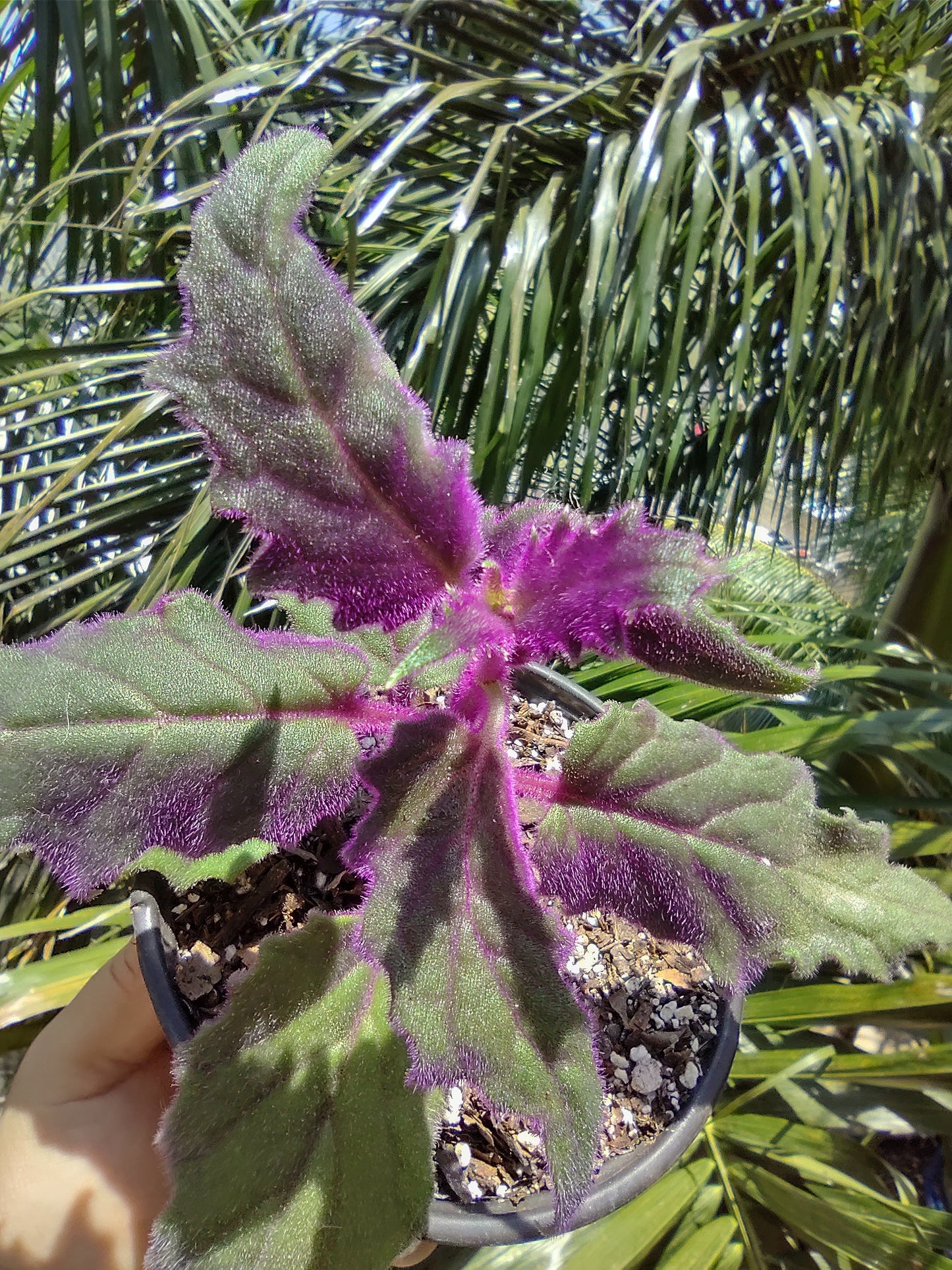 Gynura Aurantiaca “5