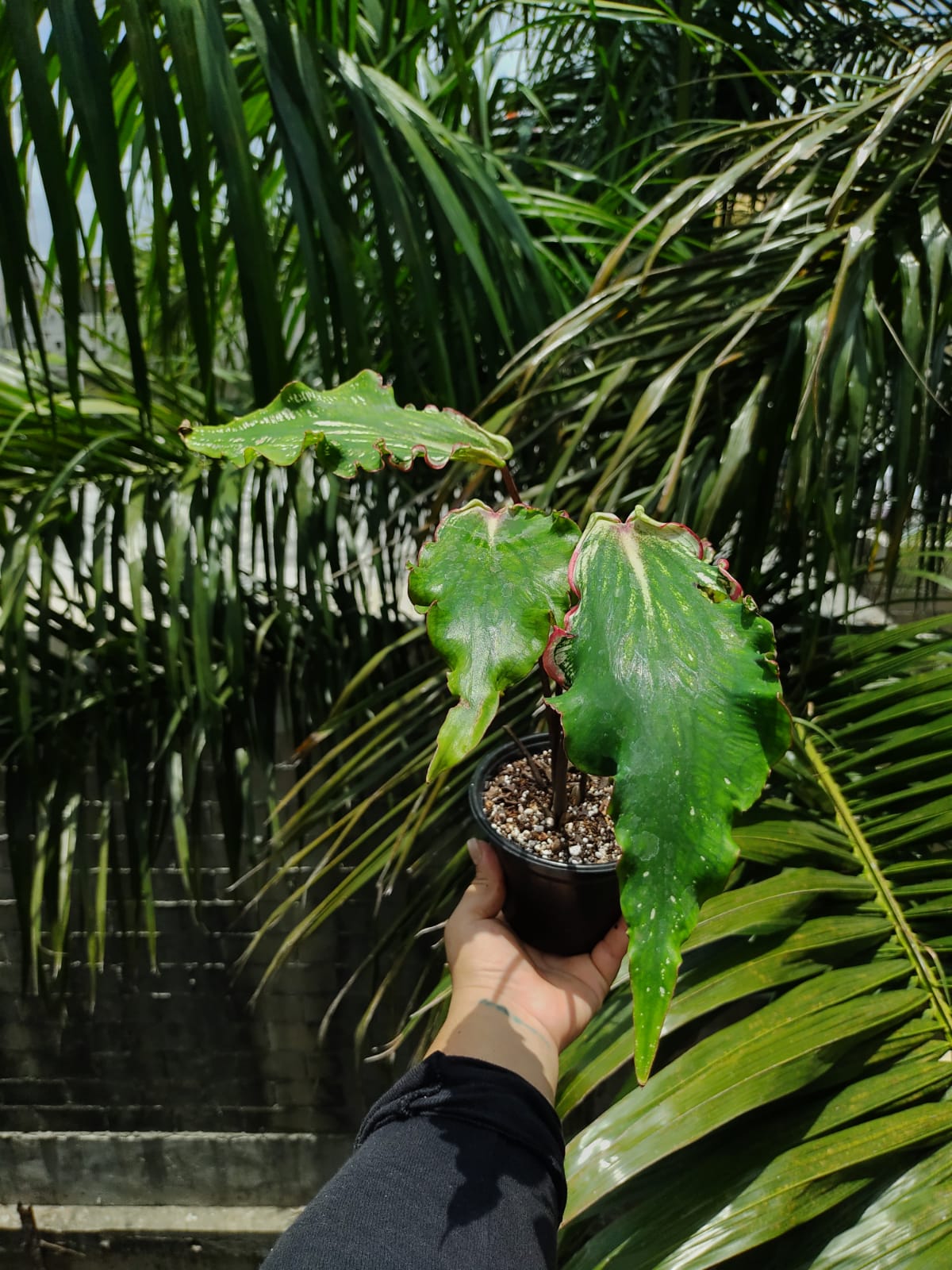 Caladium Thai Beauty #5