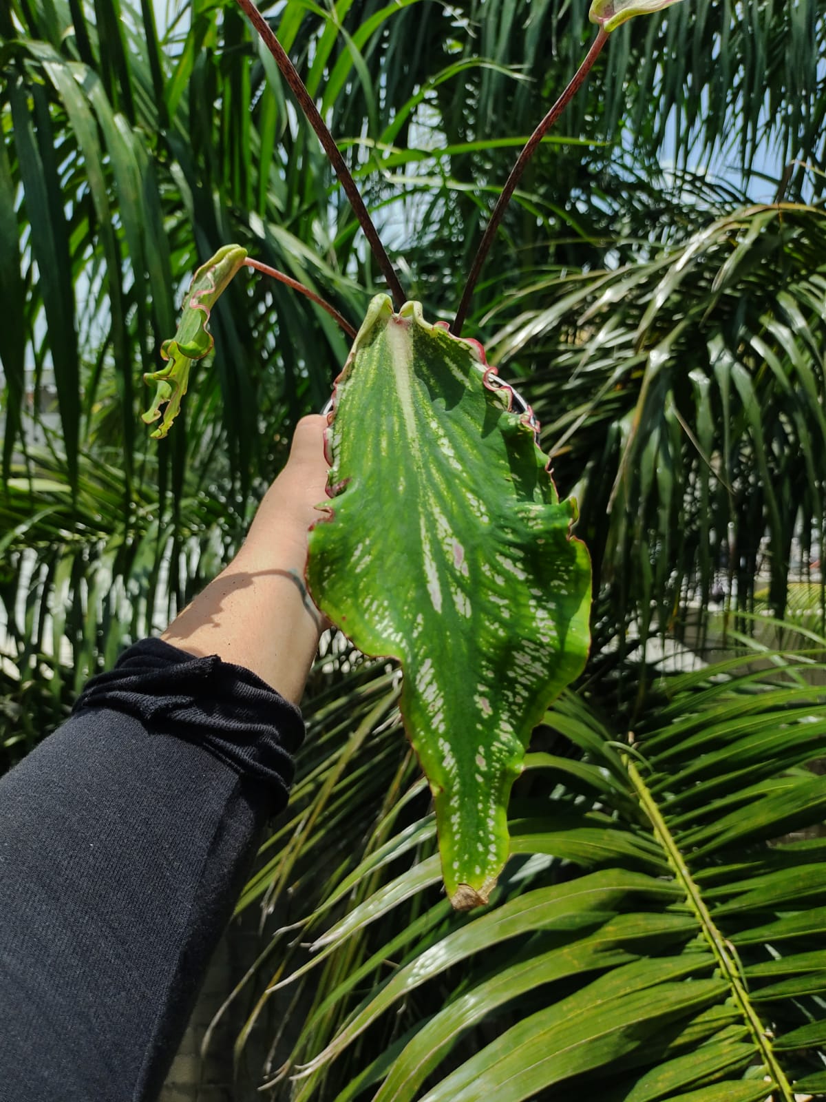 Caladium Thai Beauty #5