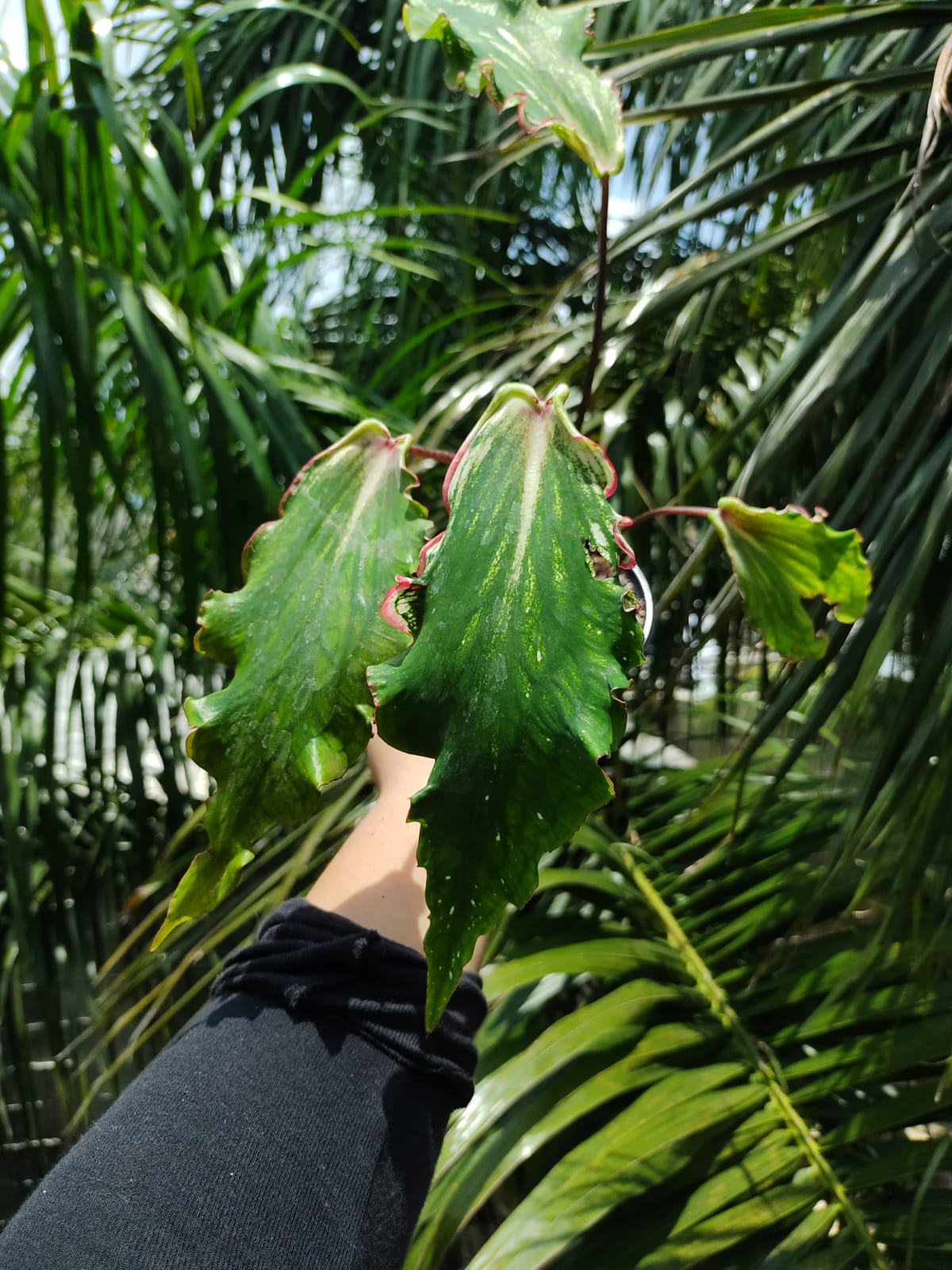 Caladium Thai Beauty #5