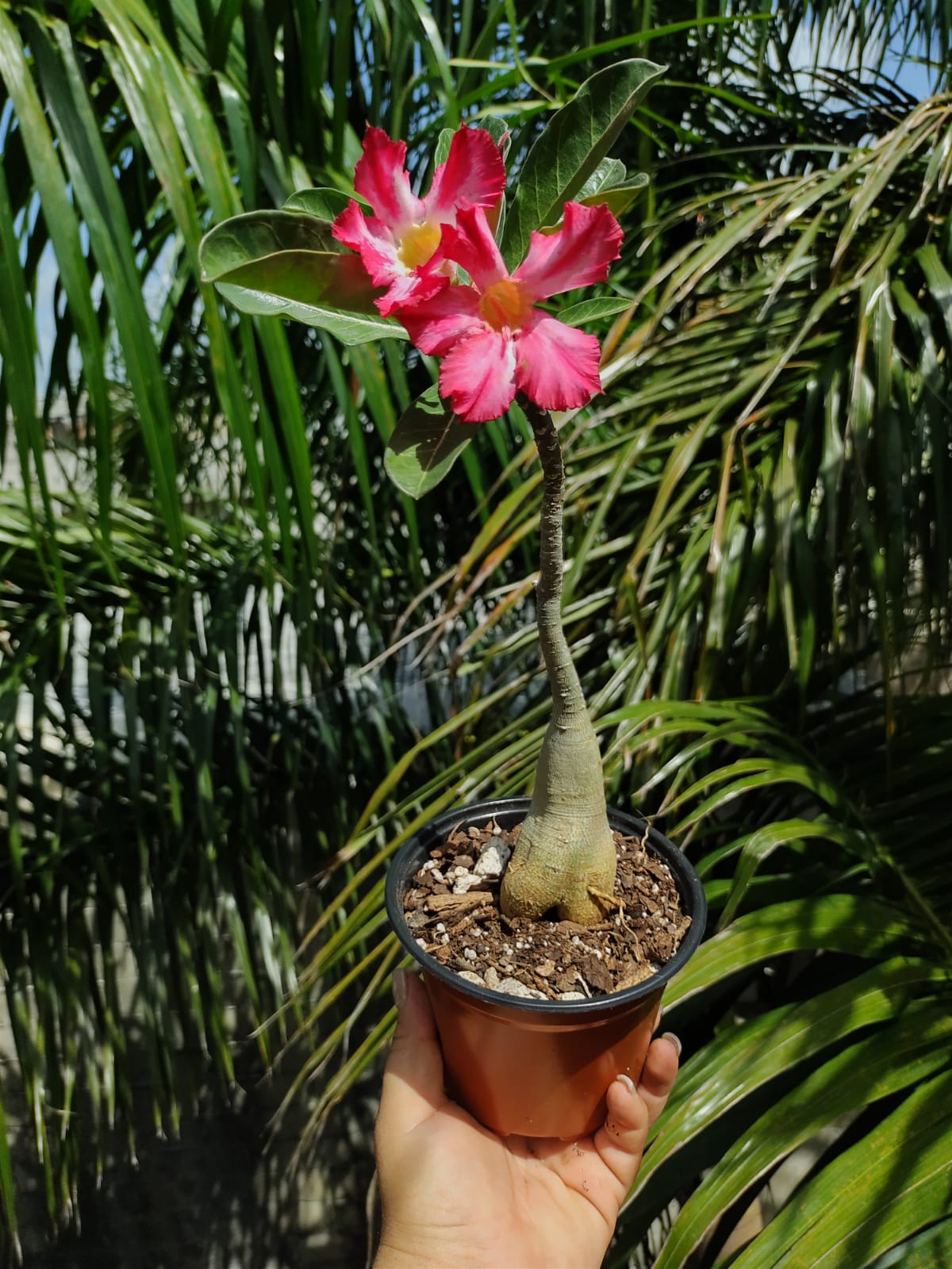 Adenium Flor fiusha y rosa