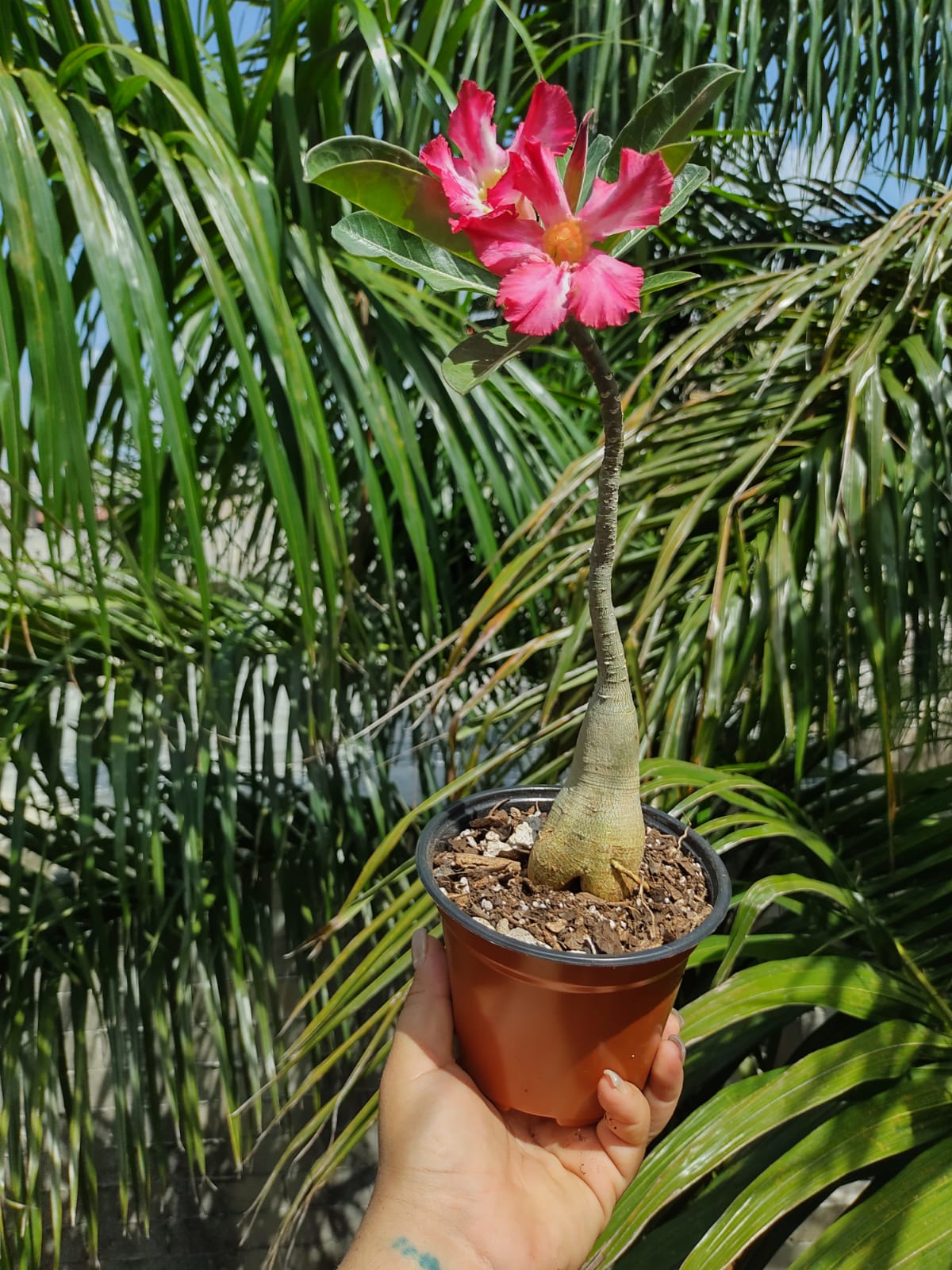 Adenium Flor fiusha y rosa