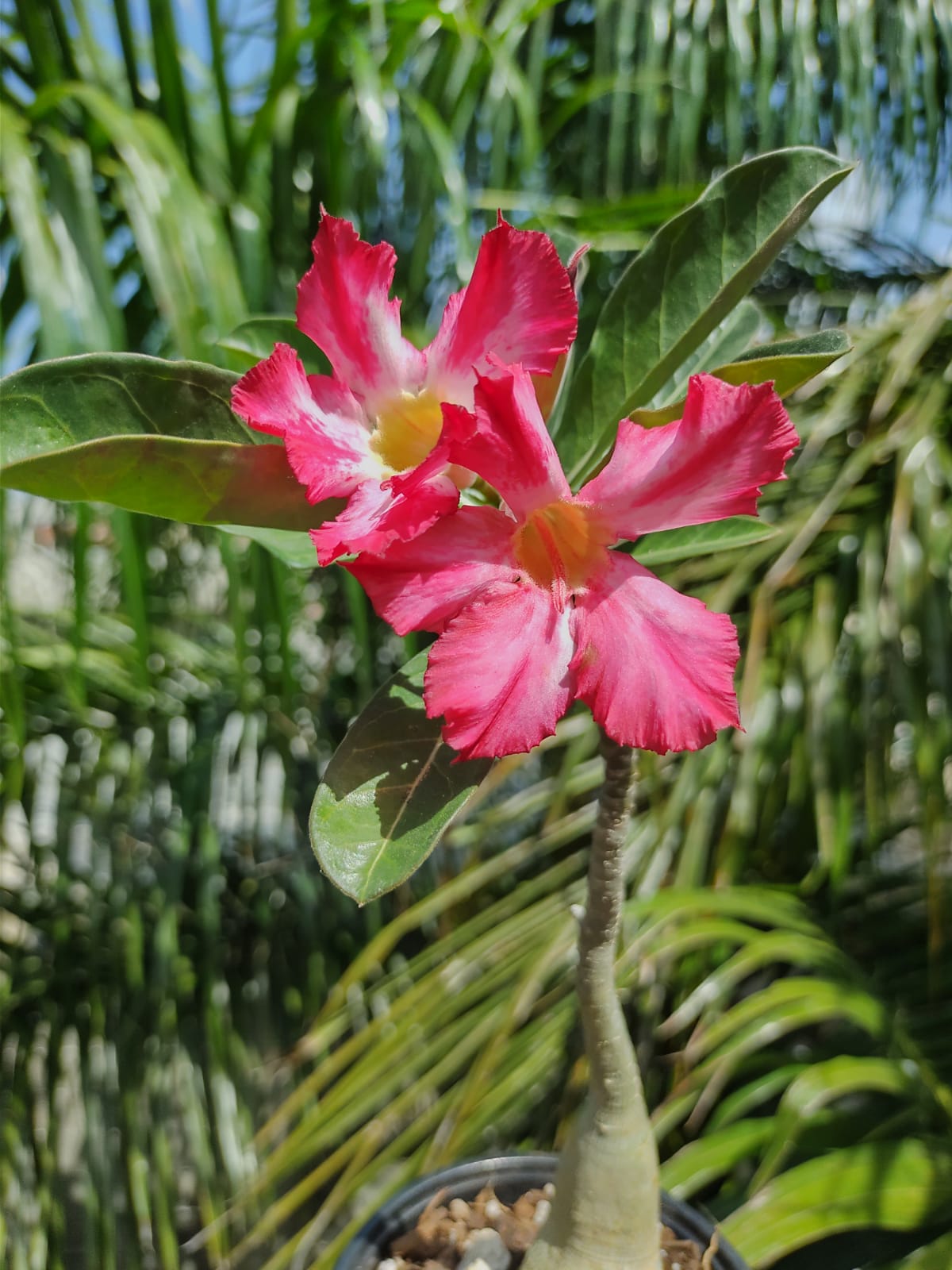 Adenium Flor fiusha y rosa