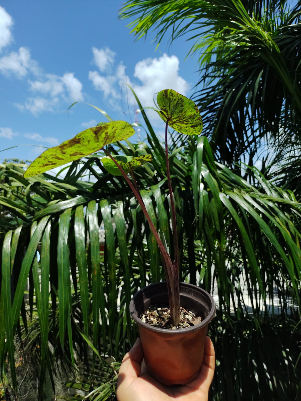 Colocasia Mojit0 "4