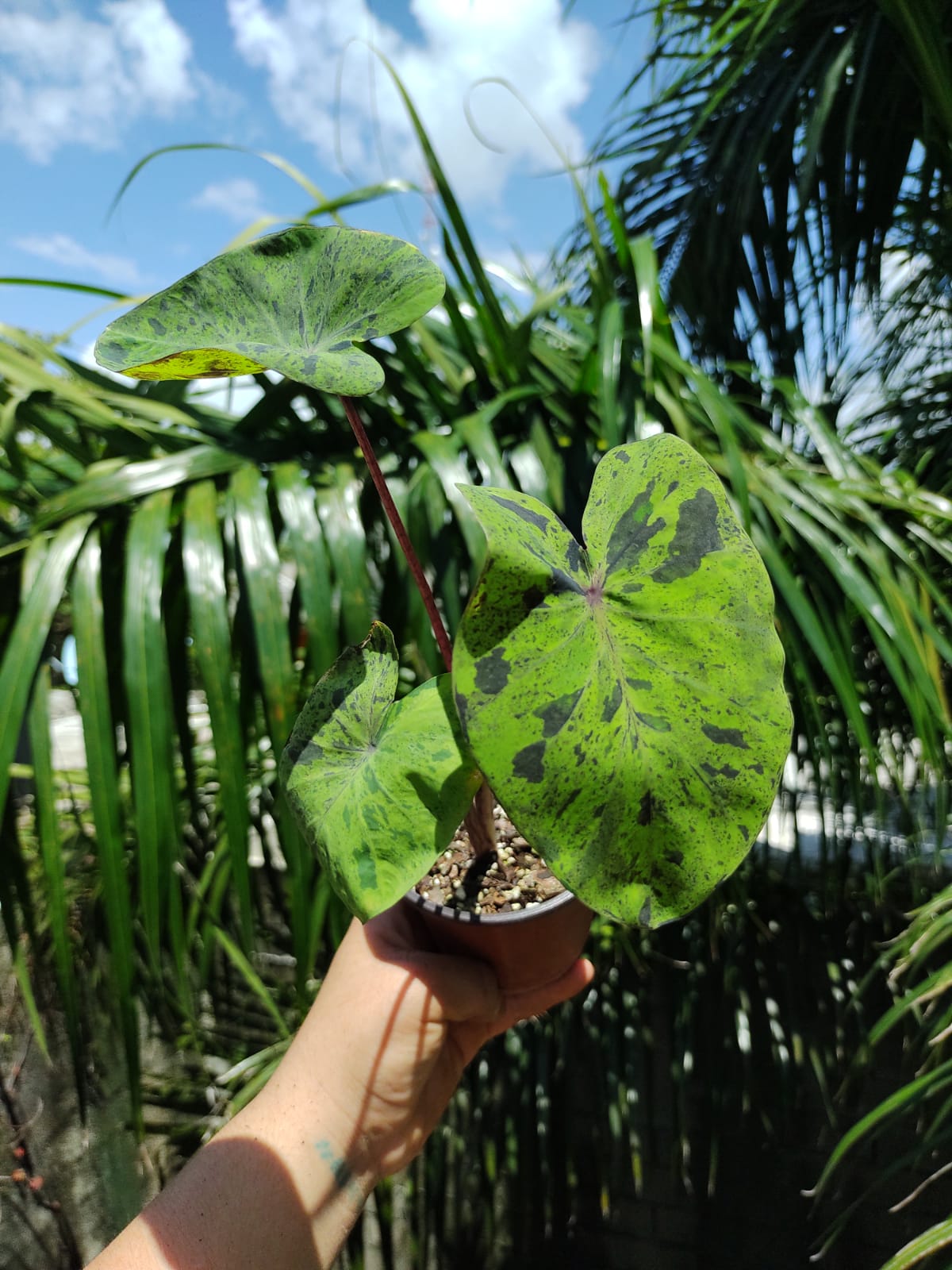 Colocasia Mojit0 "4