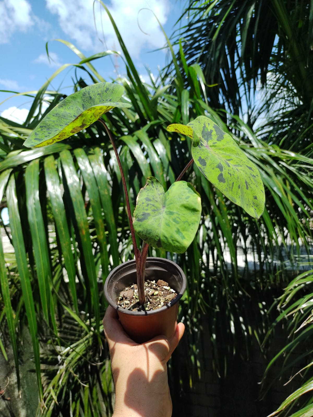 Colocasia Mojit0 "4
