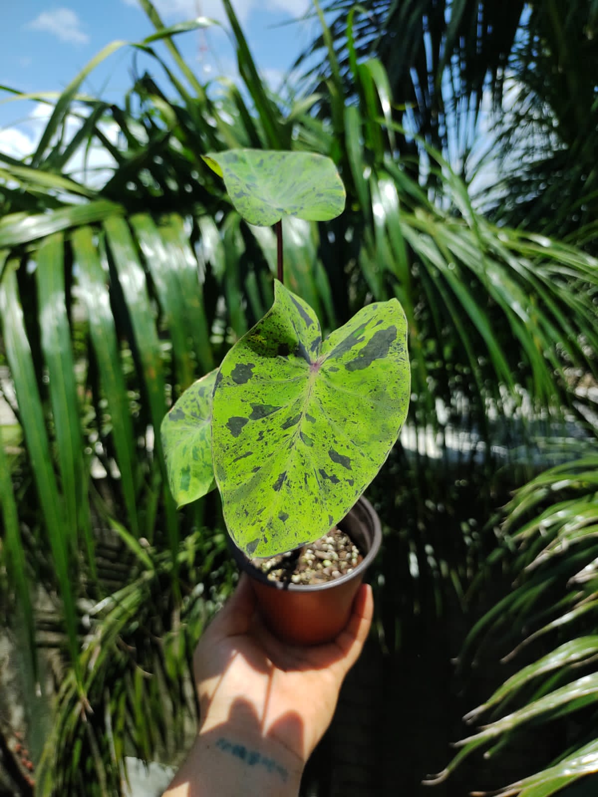 Colocasia Mojit0 "4