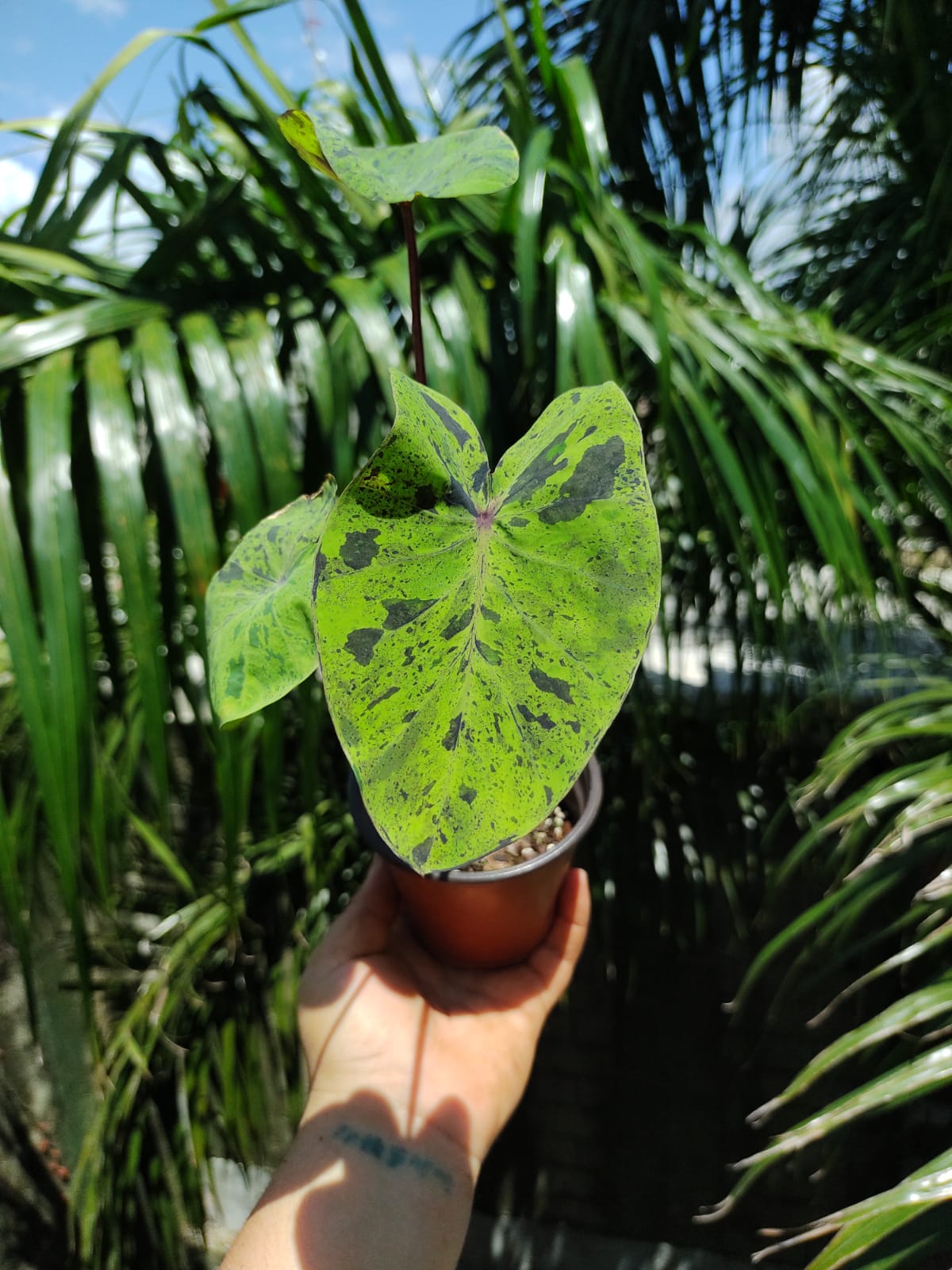 Colocasia Mojit0 "4