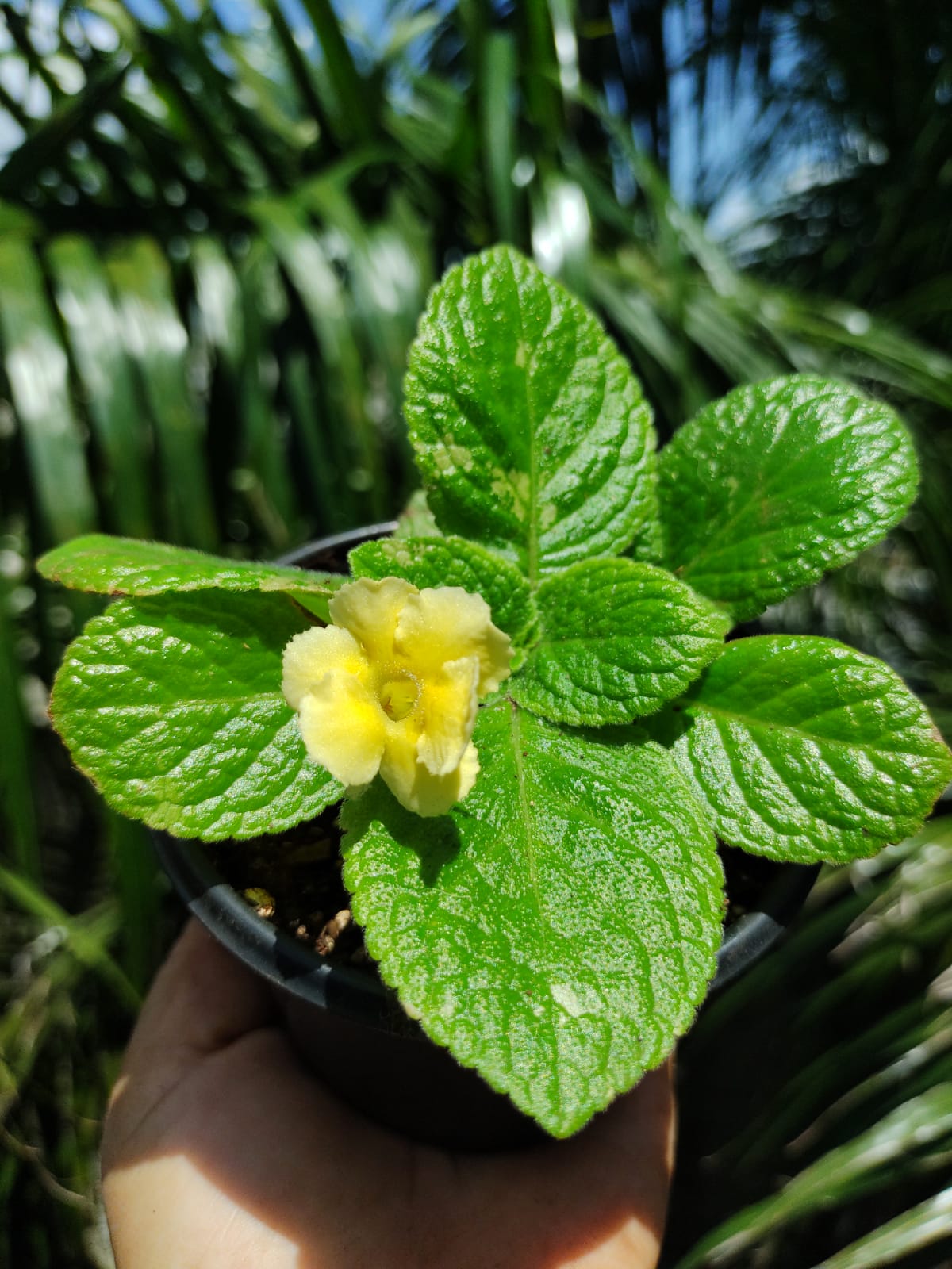 Episcia Tropical Topaz "4