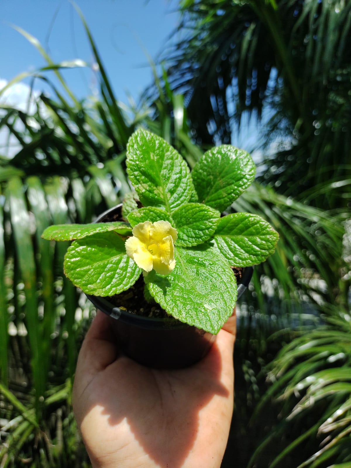 Episcia Tropical Topaz "4