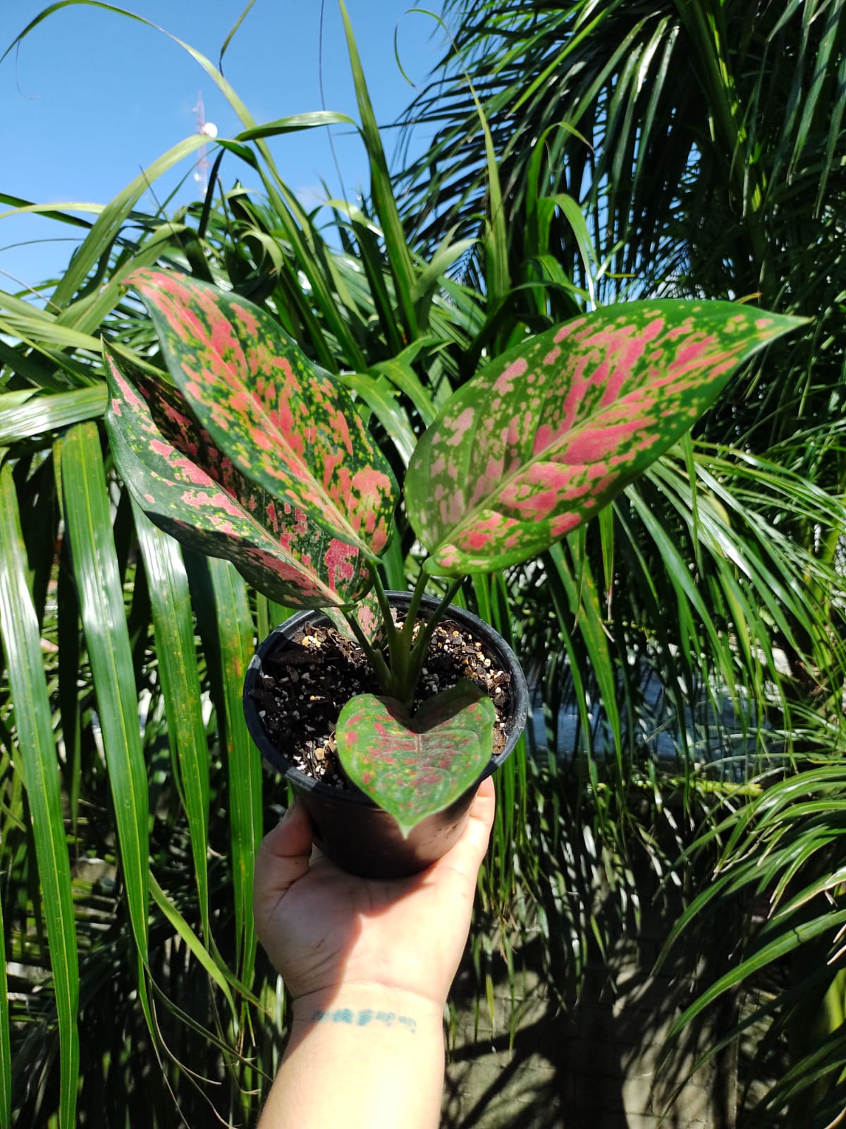 Aglaonema Lady Valentine #4