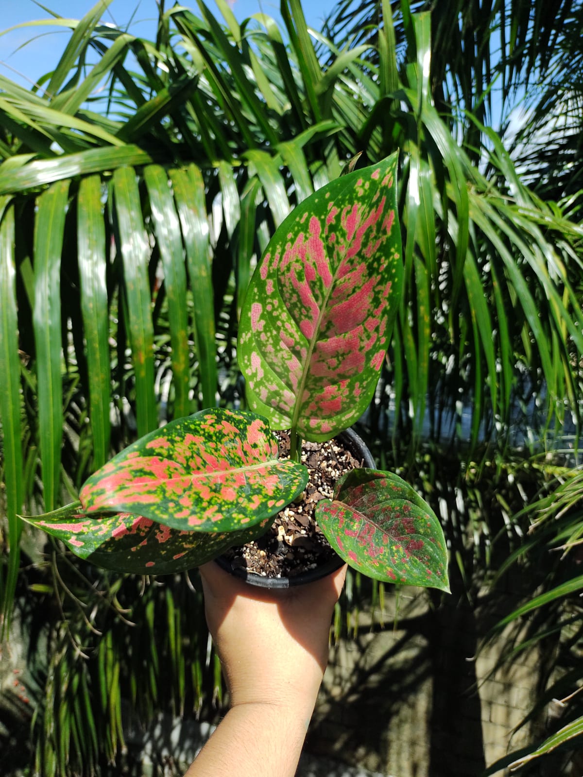 Aglaonema Lady Valentine #4