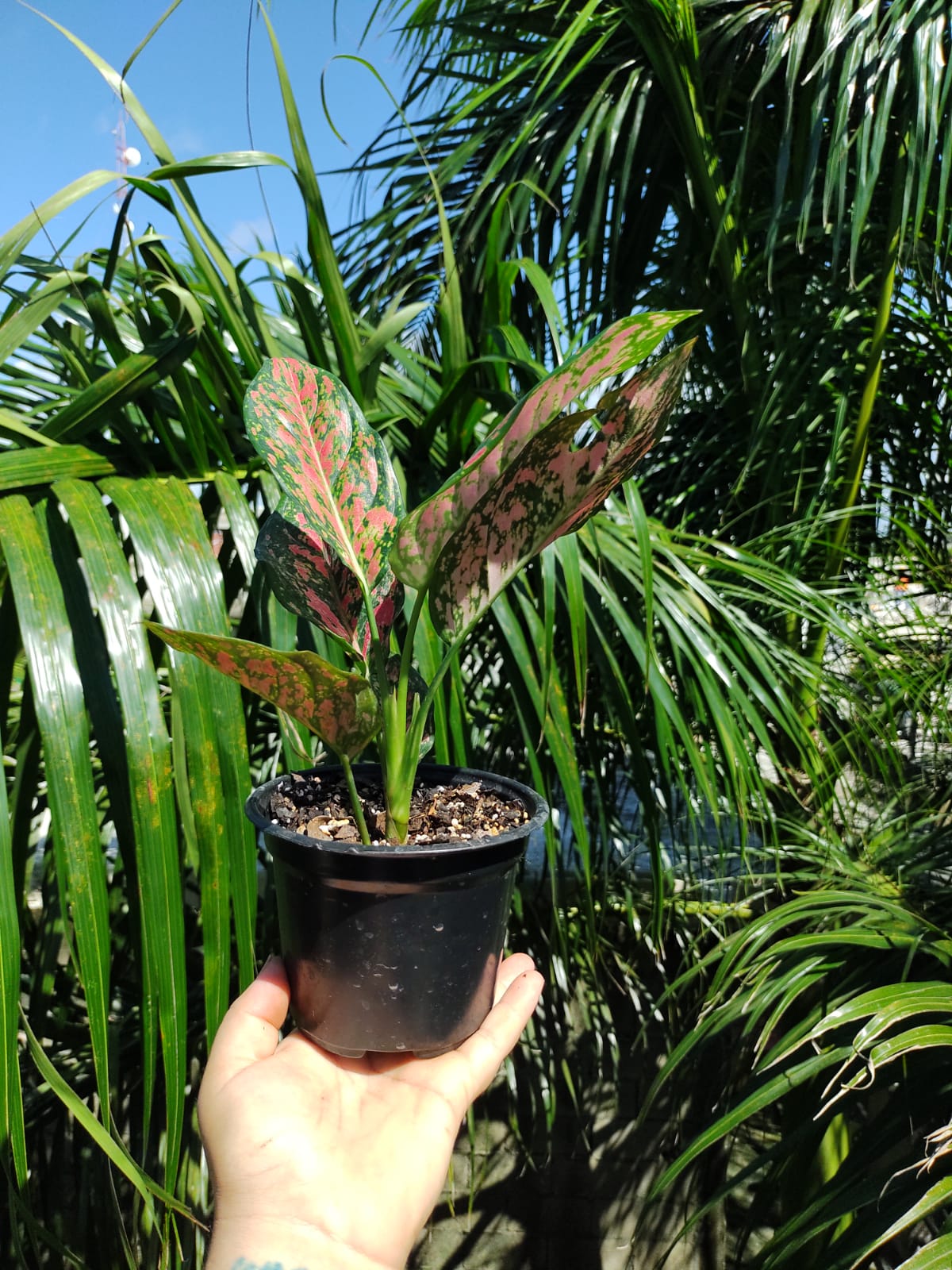 Aglaonema Lady Valentine #4