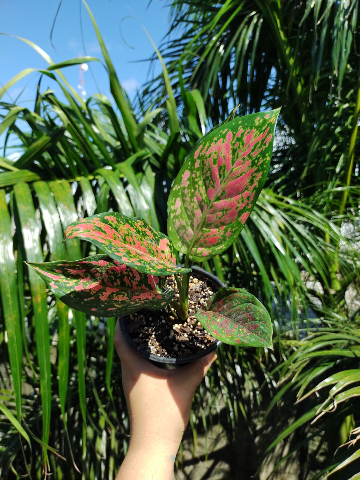 Aglaonema Lady Valentine #4