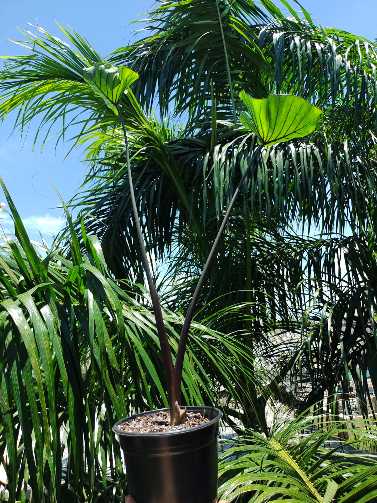 Colocasia Tea Cup #5