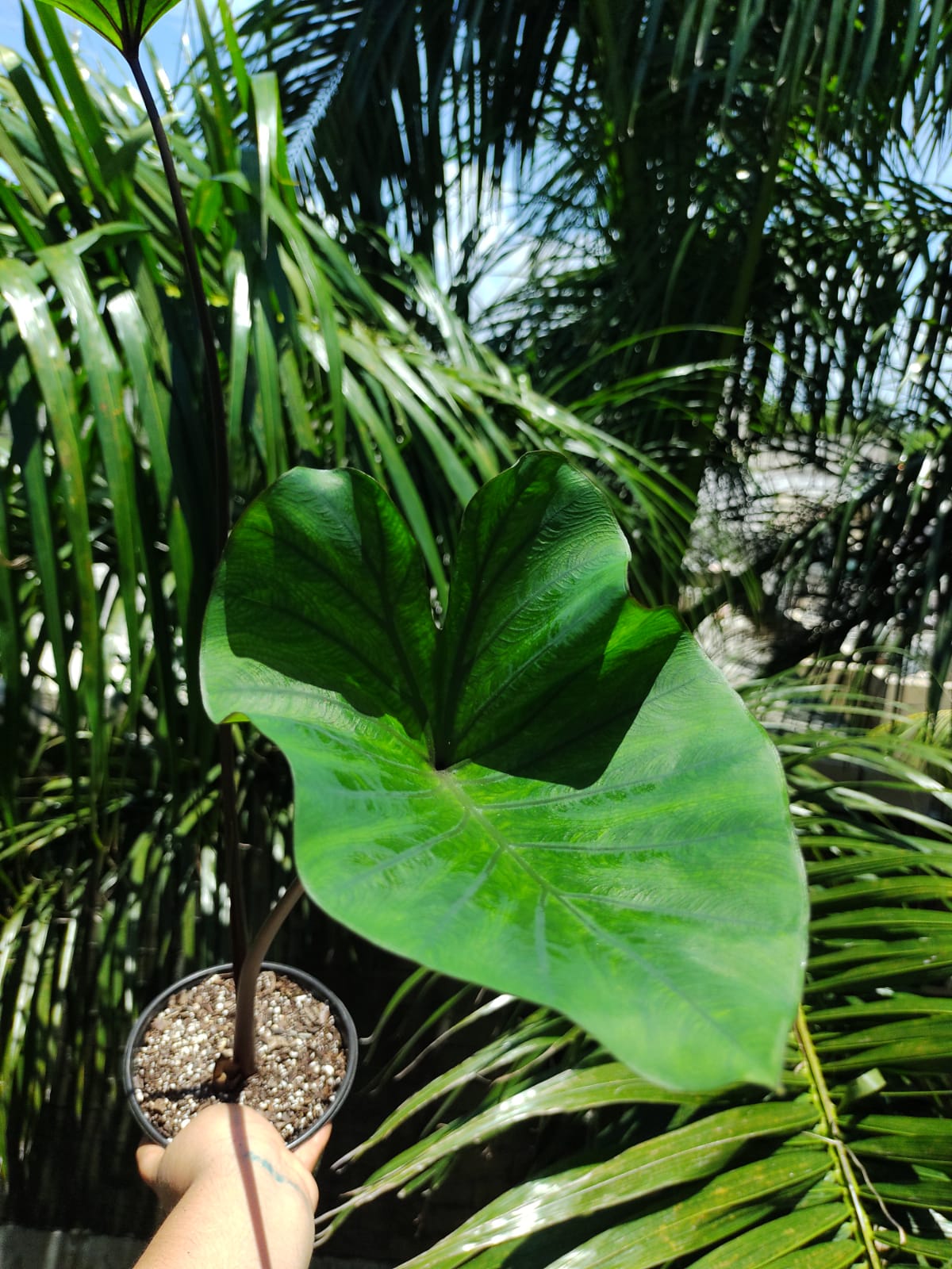 Colocasia Tea Cup #5