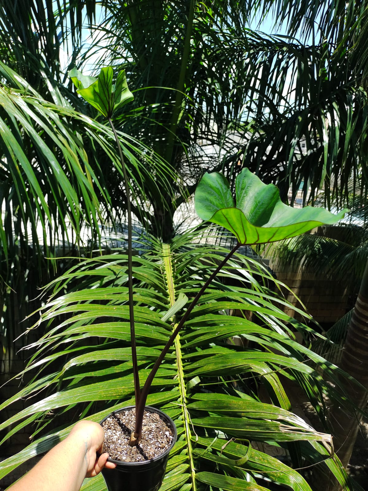 Colocasia Tea Cup #5