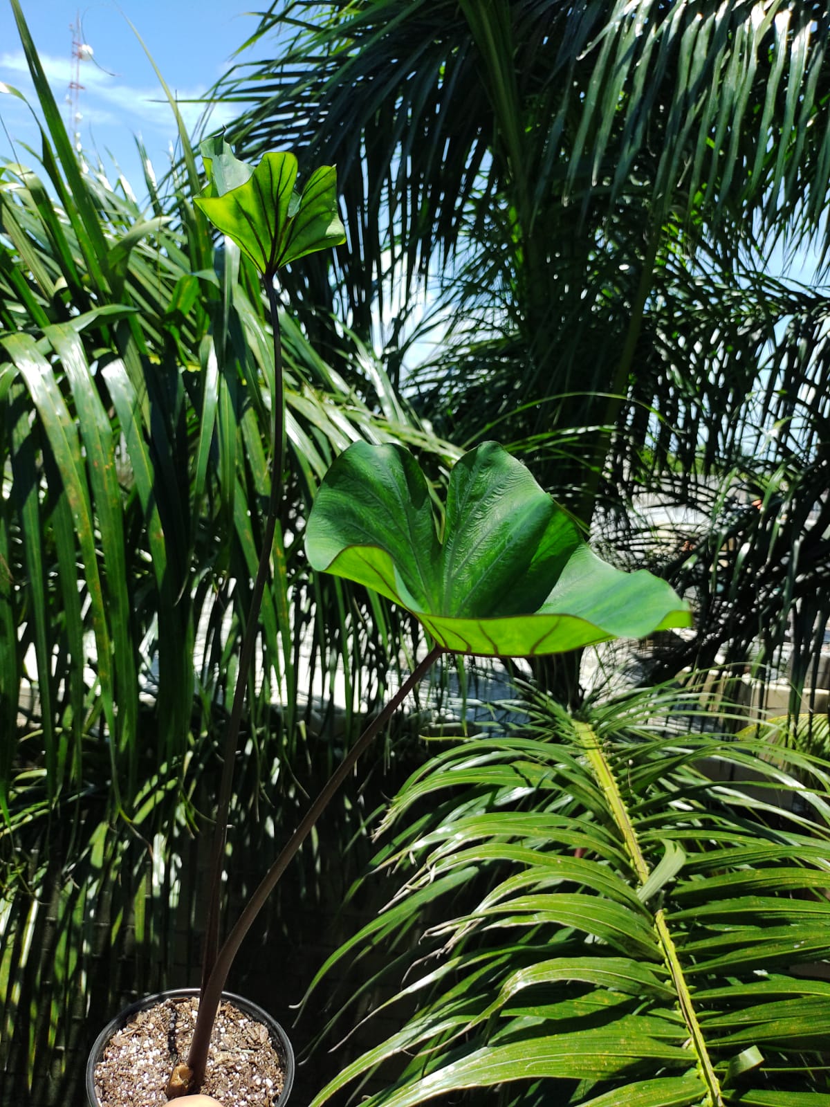 Colocasia Tea Cup #5