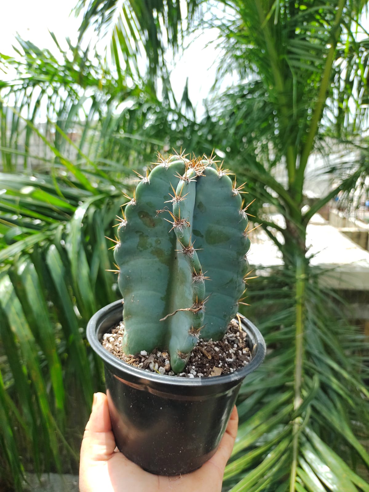 Cereus Hexagonus #5