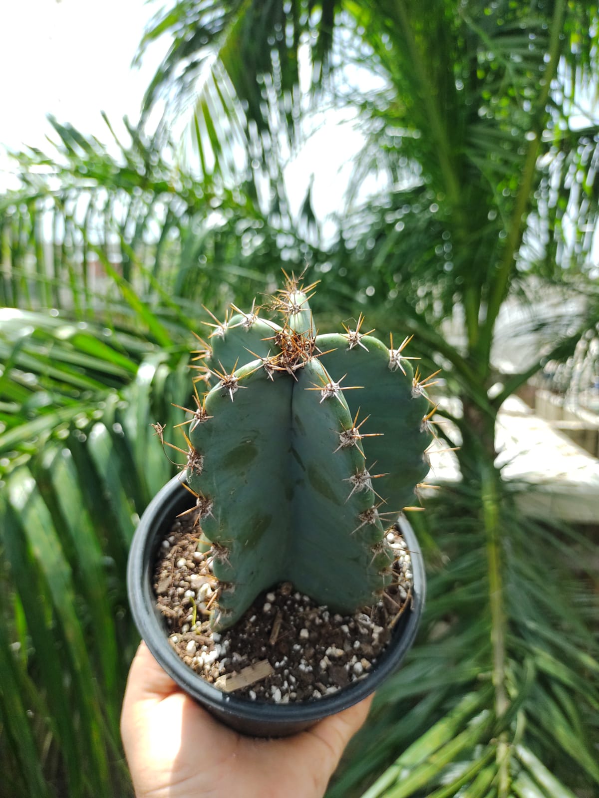 Cereus Hexagonus #5