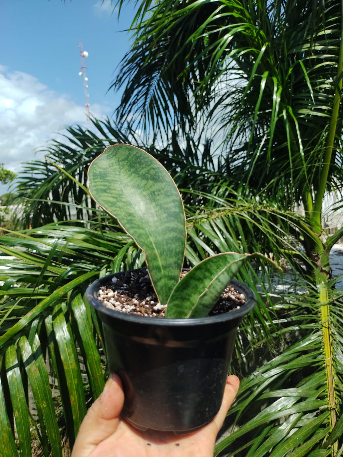 Sansevieria Whale Fin #5