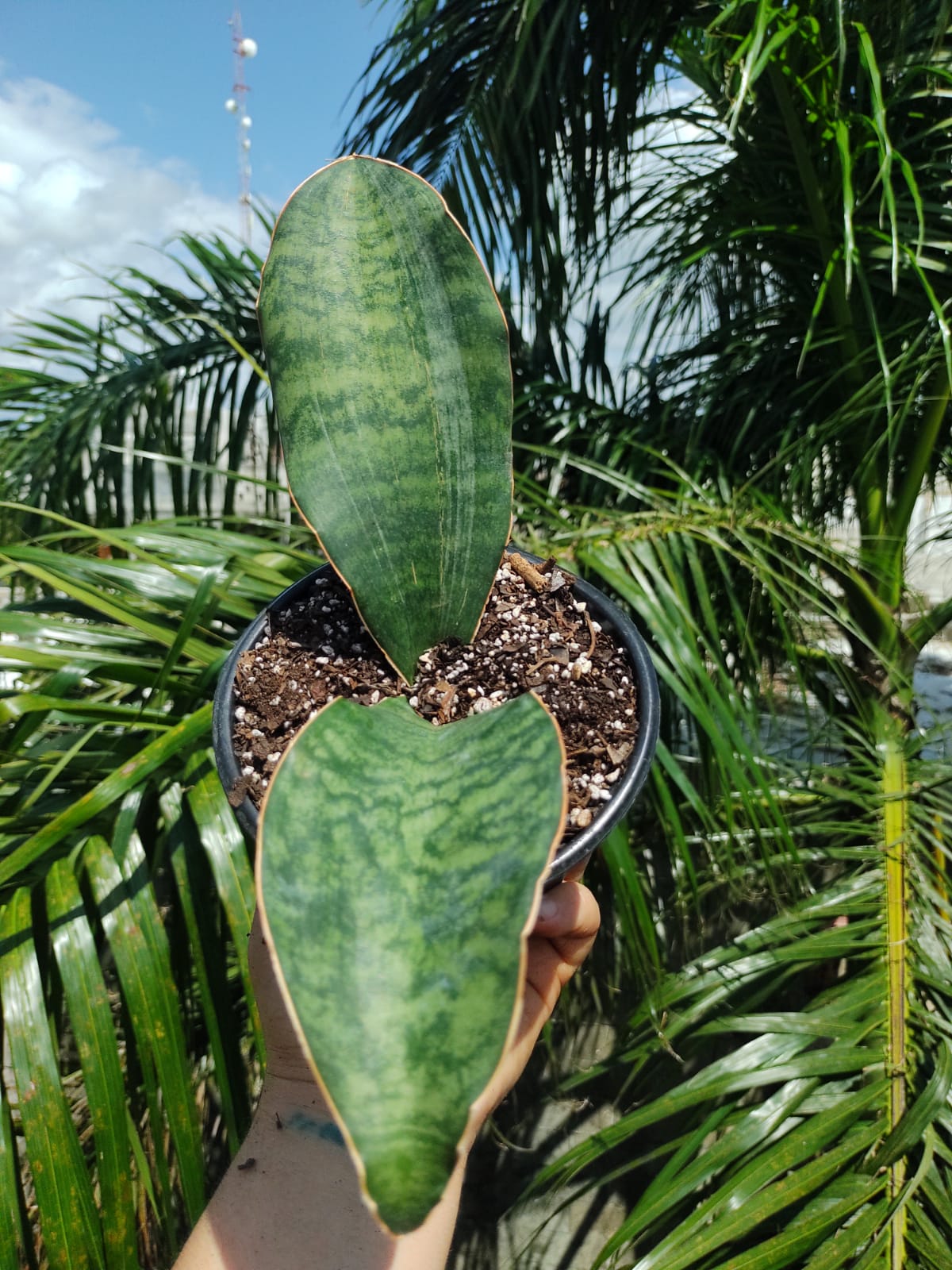 Sansevieria Whale Fin #5