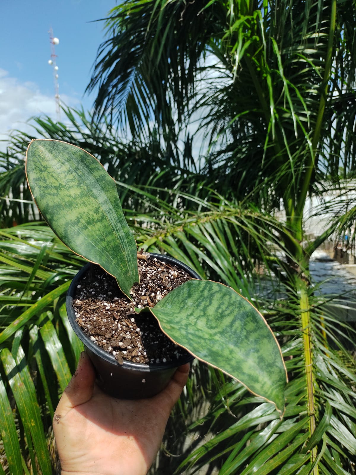 Sansevieria Whale Fin #5